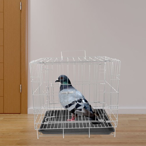 Cage pigeons - à,